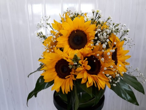 GIRASOLES